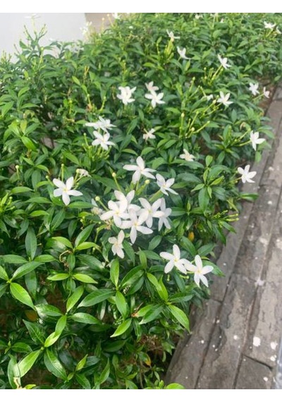 Rhyncospermum Jasminoides Arap Yasemini Yasemin Fidanı