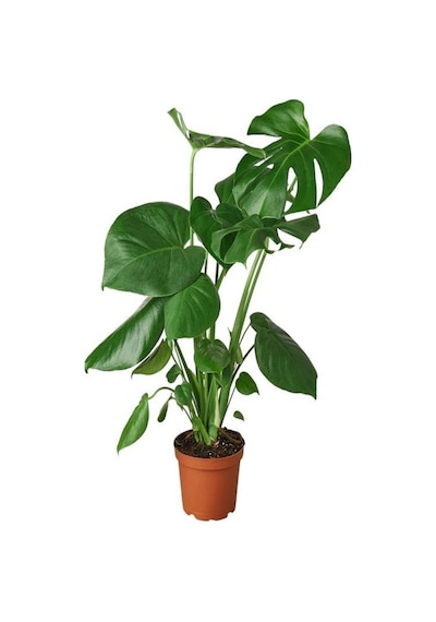 Videolu Deve Tabanı Bitkisi Dolgun Formlu 1 Adet Saksılı 60-80cm Salon Bitkisi Monstera Deliciosa