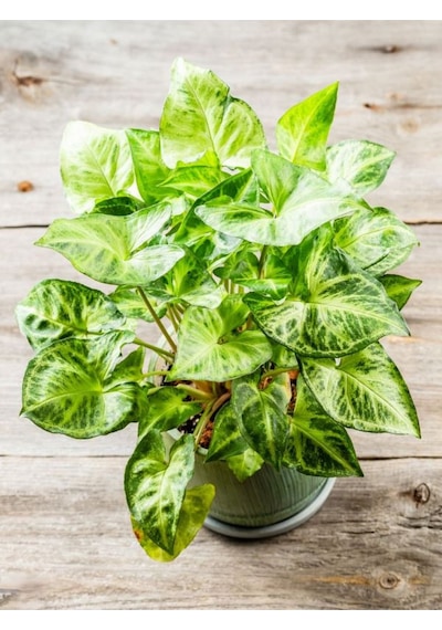 Dekoratif Canlı Melek Kanadı Çiçeği 1 Adet Saksılı 20-40cm Syngonium