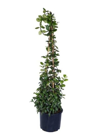 Arap Yasemini 1. Sınıf Ürün 50-70cm Saksılı/ Tüplü Kokulu
