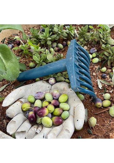 Zeytin Tırmığı + Zeytin Dilme Aparatı Zeytin Toplama Tarağı Ve Zeytin Çizme Aleti