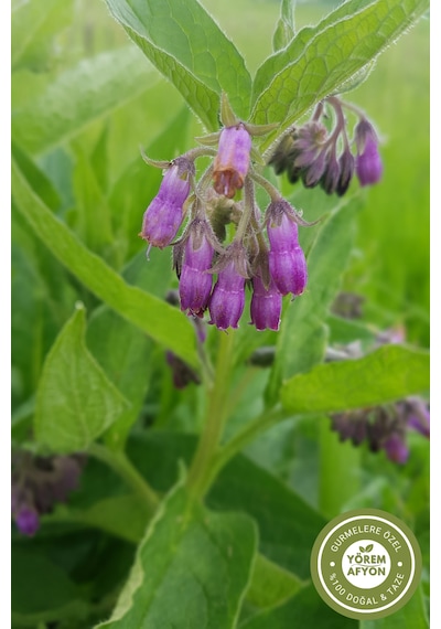 Yörem Afyon Antik Tıbbın Alçısı Karakafes Otu, Comfrey, Mayasıl Otu Symphytum Officinale 35gr.