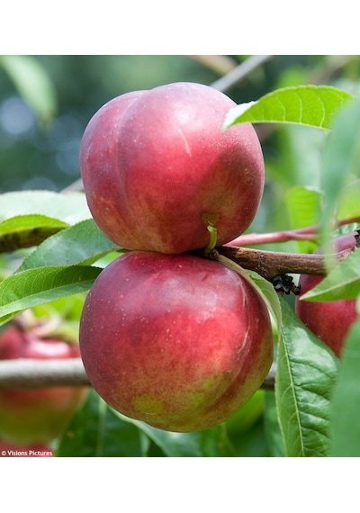Venüs Nektarin Prunus Persica Nucipersica 3 Adet