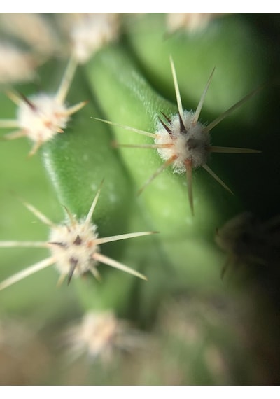Tr Zevli Ateliera El Yapımı Beton Saksı + Canlı Sukulent & Kaktüs Koleksiyonu Kızıl Toprak, Geo, Echinopsis O