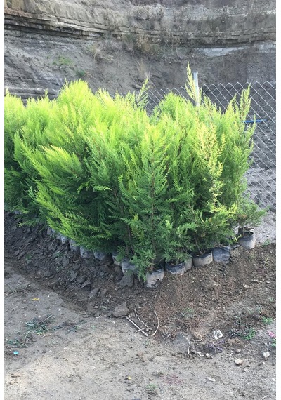 Tüplü Limoni Servi Fidanı Boy 40- 60 Cm