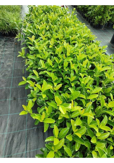 Videolu Duvar Çiti Bitkisi 1 Adet Kartopu Fidanı 15-30cm Saksılı\tüplü Viburnum Lucidum
