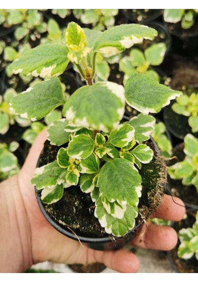 Yoğun Aromatik Kokulu Benjamin Plectranthus Forsteri Çiçeği 10-20cm