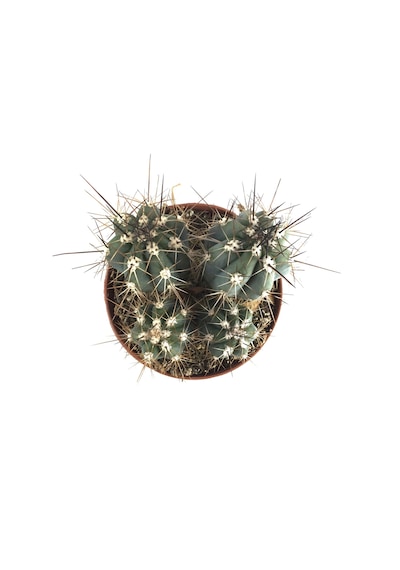 Stetsonia Coryne (Kaktüs) Ø10,5 CM Y15-20 CM