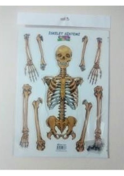 Iskelet Sistemi 3D Karton Proje Ödev Maketi