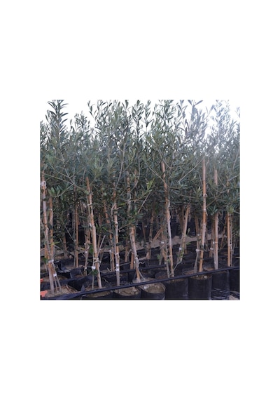 3 Yaş Bol Meyveli Tüplü Arbequina Bodur İspanyol Zeytin Fidanı 150-180 Cm