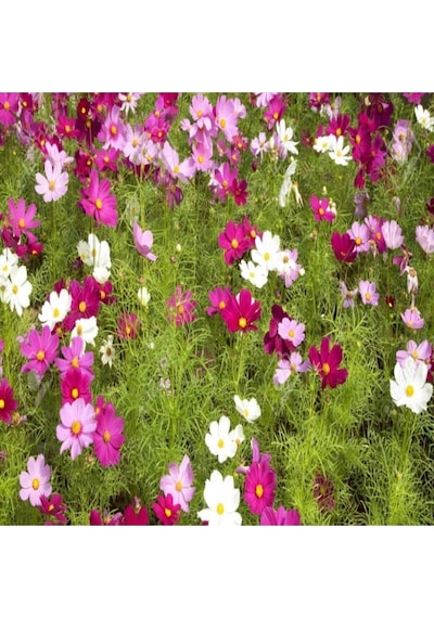 Kosmos Çiçeği Tohumu Cosmos Çiçek Tohumu 10 Adet Tohum..