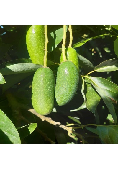 Fuerte Avokado 1 KG + Bebek Avokado 1 KG