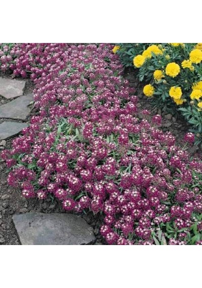 Alyssum Bordo ÇiçekliKokulu Çiçekler500+ Tohum N113796