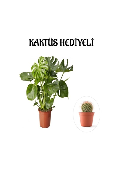 Parlak Geniş Yapraklı Deve Tabanı Bitkisi Sevgililer Gününe Özel Kaktüs Hediyeli