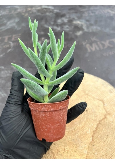 Crassula Mesembryanthemoides Succulent Tüylü Çiçek Açan Sukulent Saksı Hediyeli