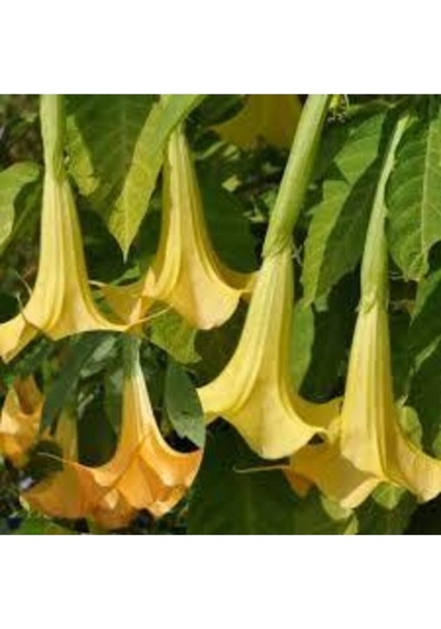 5 Adet Tohum Angel Trumpet Çiçeği Meleklerin Borozanı Çiçek Tohumu Süpriz Hediye Bonsai Ağacı Tohum