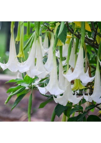 20 Adet Tohum Nadir Beyaz Angel Trumpet Çiçeği Organik Balkon Çiçeği Tohumu