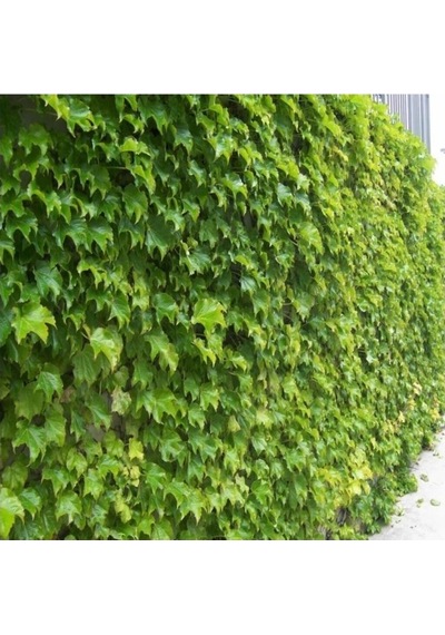 Hedere Petram Green Kaya Sarmaşığı Fidanı 10-20 Cm