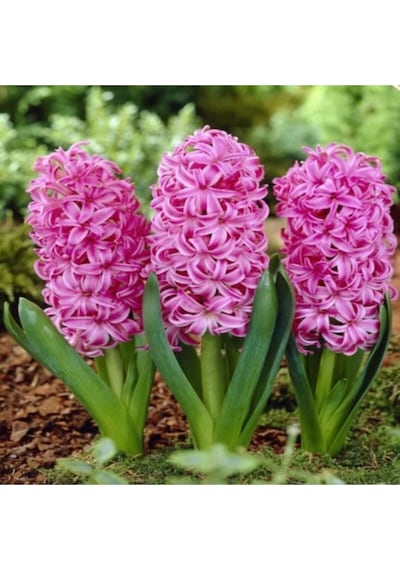 Pembe Pink Pearl Sümbül Soğanı 3 Adet