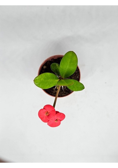 Videolu Milli Dikenler Tacı İri Kırmızı Çiçek Açan 5-7 Cm Saksılı Euphorbia