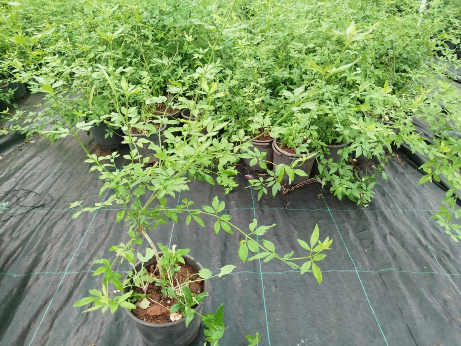 Sarı Yasemin Fidanı 5 Adet - Çiçekli Sarılıcı Bitki Jasminum Nud