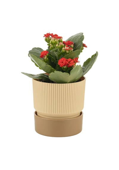 Poliwork Ixora Saksı Tabaklı 2 Lt - Çizgi Desenli 150 150 Mm 99321357