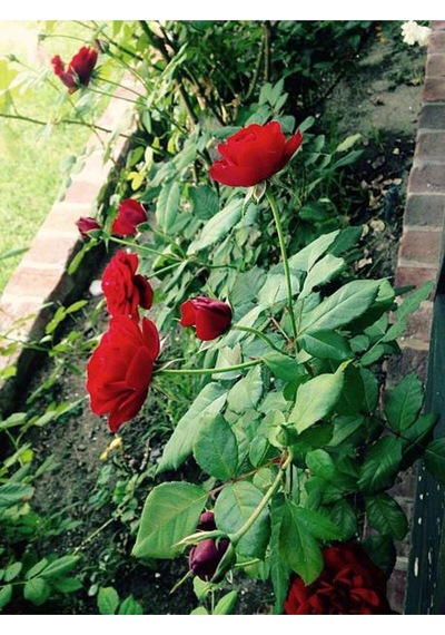 Yediveren Yoğun Kokulu Ateş Kırmızısı 30 60 Cm 3 Adet Aşılı Gül Kırmızı Red Rose