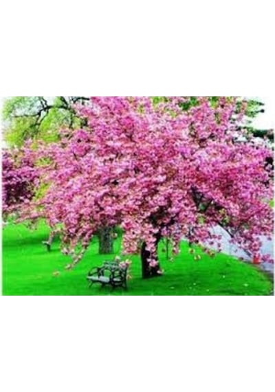 10 Adet Tohum Organik İthal Sakura Pembe Ağaç Tohumu Saksı Toprak Hediyelidir
