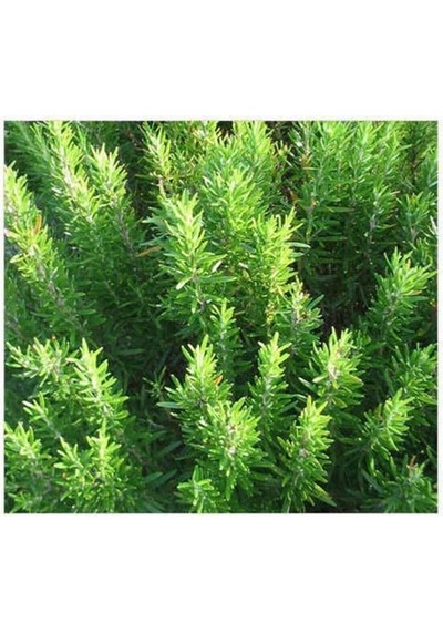 1 Adet Biberiye Fidanı Rosmarinus Officinalis