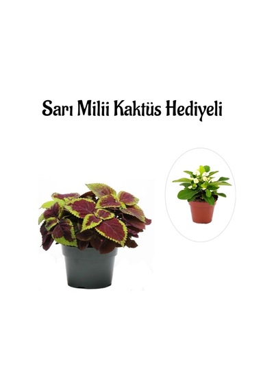 Anneler Gününe Özel Renkli Yapraklı Yaprak-cam Güzeli Sarı Milli Kaktüs Hediyeli