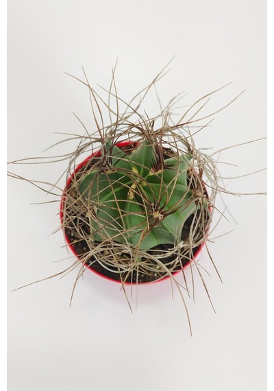 Astrophytum Capricorne Nadide Tür Tekli Özel Kaktüs 8.5 CM KırmıZI