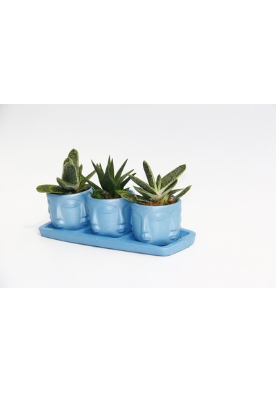 Trio Mavi Adler Sukulent Seti - Gasteria. Haworthia