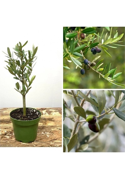 Videolu 1 Adet Hediyelik Bonsai Zeytin Fidanı 20-30 Cm Tüplü Çiçekli Bodur Bitkiler Olive Sapling