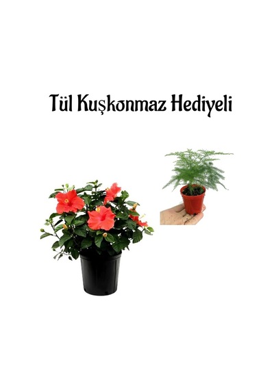 Öğretmenler Gününe Özel Kırmızı Renk Japon Gülü Çiçeği Tül Kuşkonmaz Hediyeli
