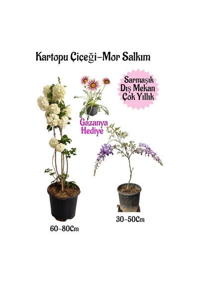 Kartopu Çiçeği 1 Adet+mor Salkım 1 Adet+pembe Gazanya Hediyeli Saksılı Bahçe Seti