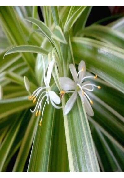 Serada Decor Plant Kurdele Çiçeği Çiçekli Bodur Bitki Chlorophytum Comosum 20-30cm