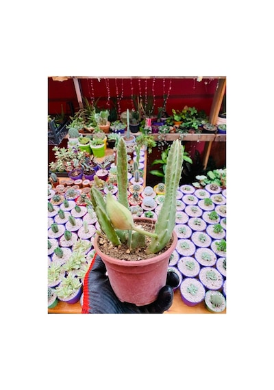 Stapelia Flavirostris Leş Kaktüsü Koyu Kırmızı Büyük Çiçek Veren