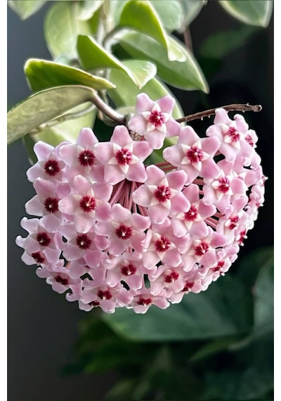 Pembe-kırmızı Yıldız Çiçekli Hoya Carnosa Mum Çiçeği Fidanı