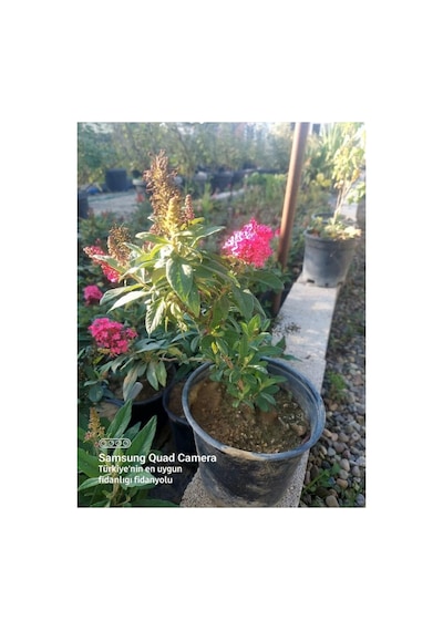 Buddleja Davidii Kelebek Çalısı, Butterfly Candy Little, Kırmızı Çok Renkli
