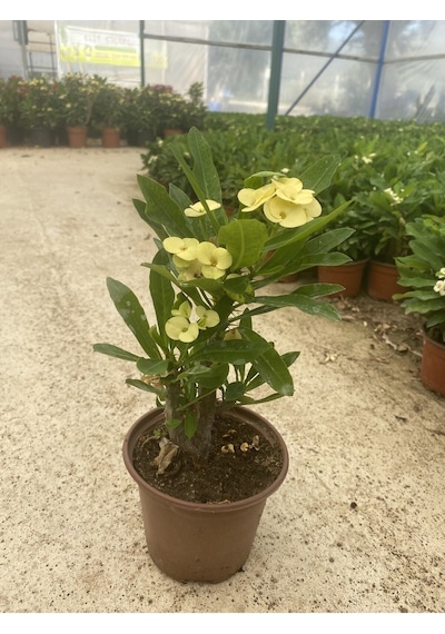 Videolu Sarı Milli Dikenler Tacı Çiçekli Kaktüs 1 Adet Saksılı 20-40 Cm Euphorbia