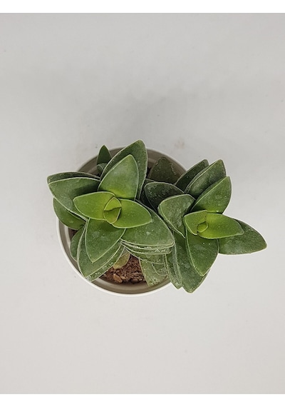 Crassula Springtime Katmer Çiçekli Sukulent 5.5cm Saksıda