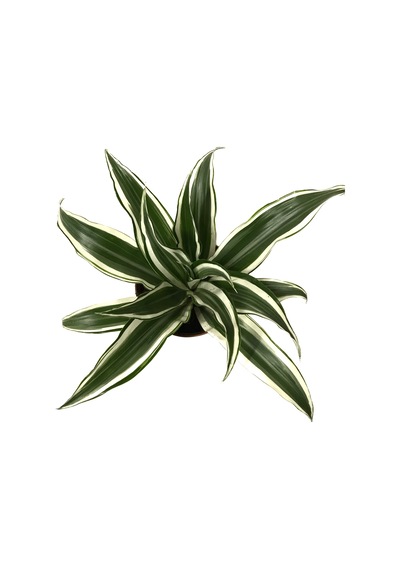 Dracaena Fragrans 'White Jewel' Ø12 CM Y20-25CM