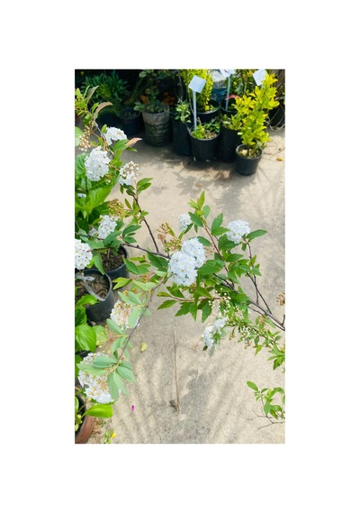 1,50cm Keçi Sakalı Çiçeği