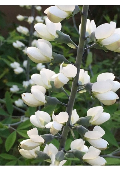 10 Adet White Wild Indigo Tohumu