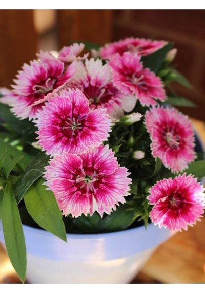 Pembe Renk Hüsnüyusuf Çiçeği Fidanı 1 Adet 20-30 Cm Tüplü Çiçekli Bodur Pink Sweet William