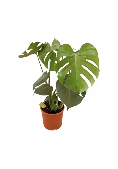 Videolu 1 Adet Bol Dallı Deve Tabanı Çiçeği 50-70 Cm Saksılı Çiçekli Bodur Bitkiler Monstera