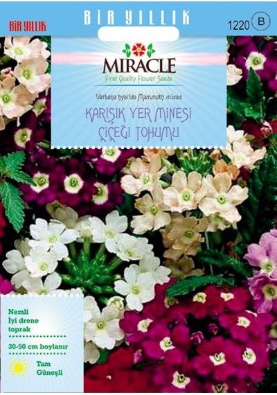 Miracle Karışık Renkli Yer Minesi Verbena Çiçeği Tohumu 100 To
