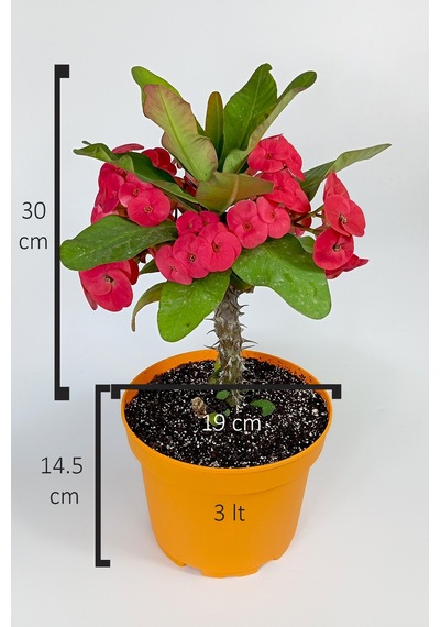 Euphorbia Milii Eforbia Büyük Çiçekli Dikenler Tacı Koyu Pembe
