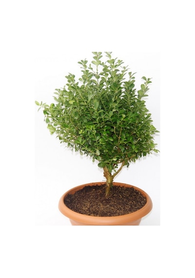 Bonsai Şimşir Fidanı Buxus Sempervirens Rotundifolia