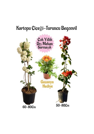Kartopu Çiçeği 1 Adet +turuncu Begonvil 1 Adet+sarı Gazanya Saksılı Bahçe Seti